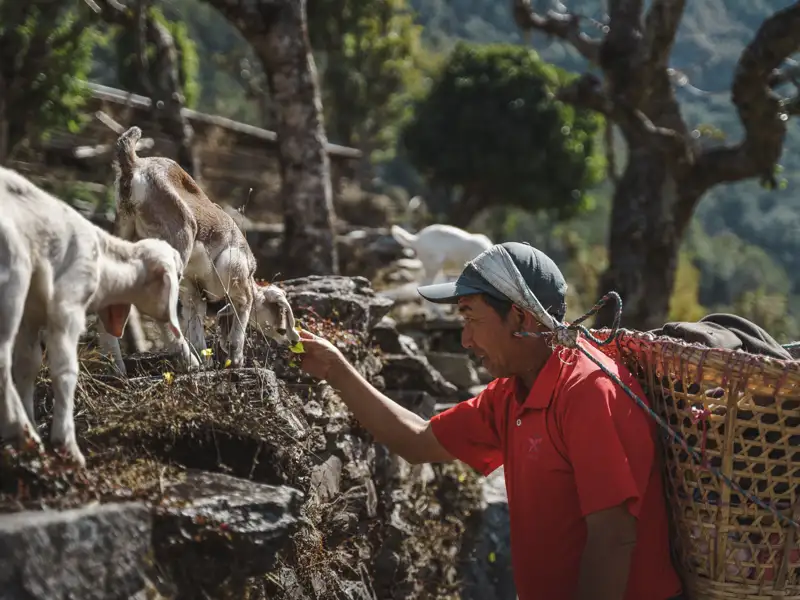 Ein Reisender füttert Ziegen während einer Wanderung.