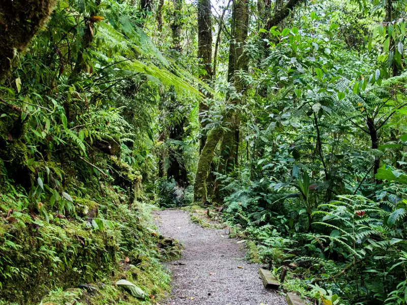 Wanderweg im Regenwald mit üppiger Vegetation.
