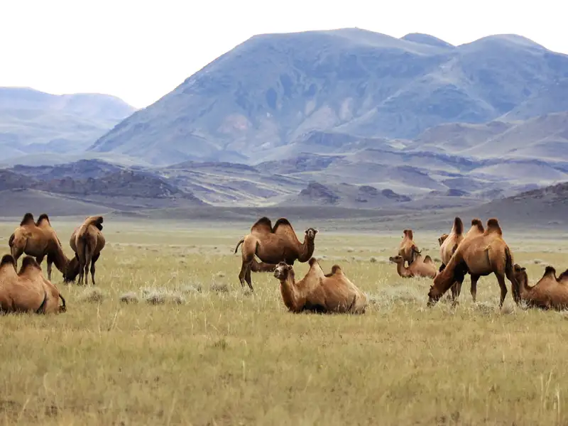 Kamele grasen friedlich in der Steppe, umgeben von einer bergigen Landschaft.