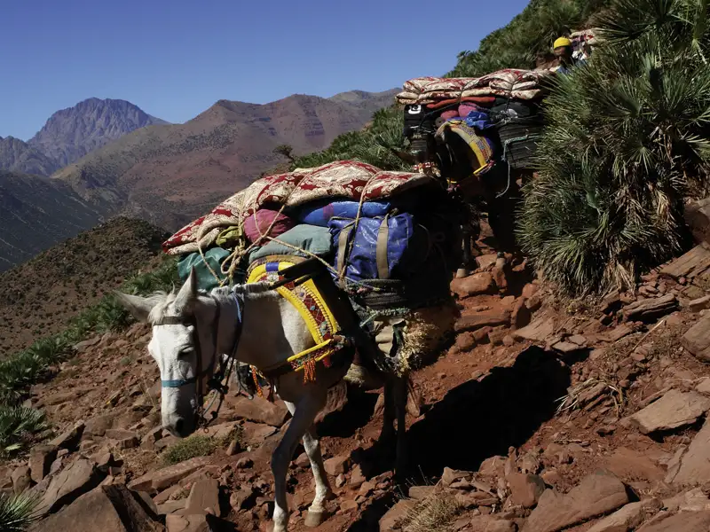 Maultiere tragen Gepäck auf einem Bergpfad, was auf eine Trekkingtour oder eine Reise in einer Region hinweist, wo Maultiere als Transportmittel verwendet werden.