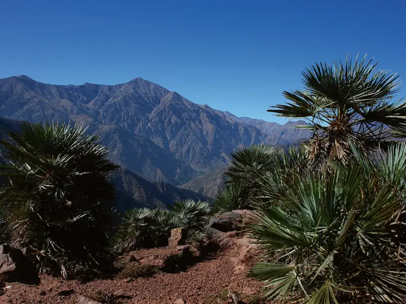 Palmen im Vordergrund mit einer Bergkette im Hintergrund.