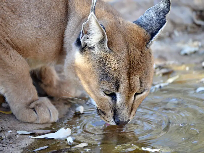 Eine Raubkatze trinkt Wasser.