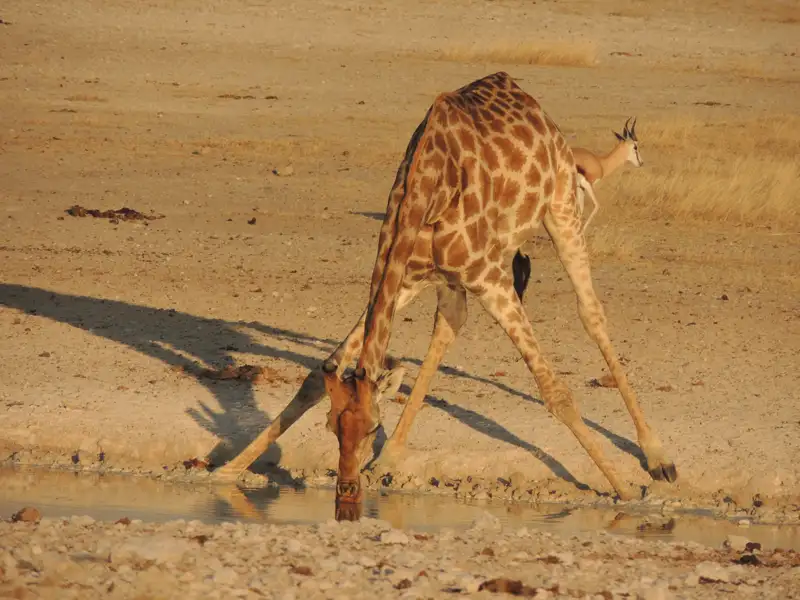Giraffe trinkt Wasser in trockener Umgebung.