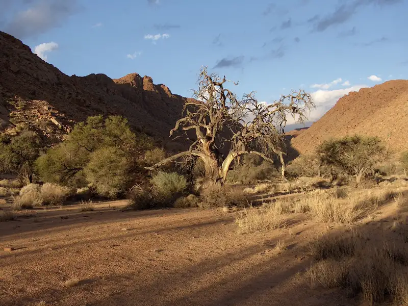 Knorriger Baum in einer trockenen, bergigen Landschaft.