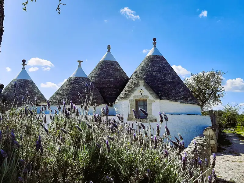 Weiße Trulli-Häuser mit grauen Kegeldächern und Lavendelpflanzen im Vordergrund unter blauem Himmel.