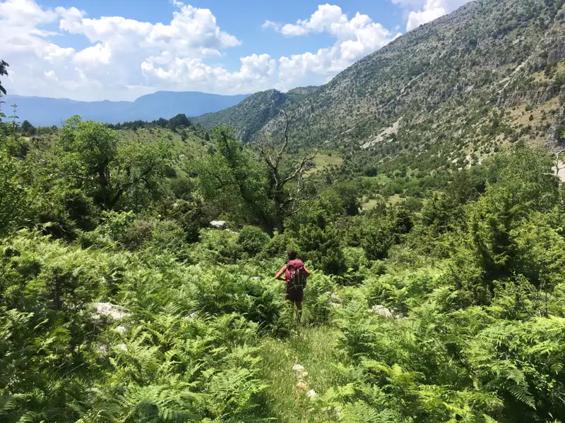 Wanderer auf einem Bergpfad inmitten von Farnen und Bäumen.