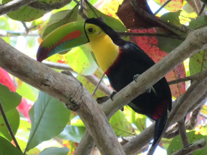 Ein Tukan mit buntem Schnabel und schwarzem Gefieder sitzt auf einem Ast.