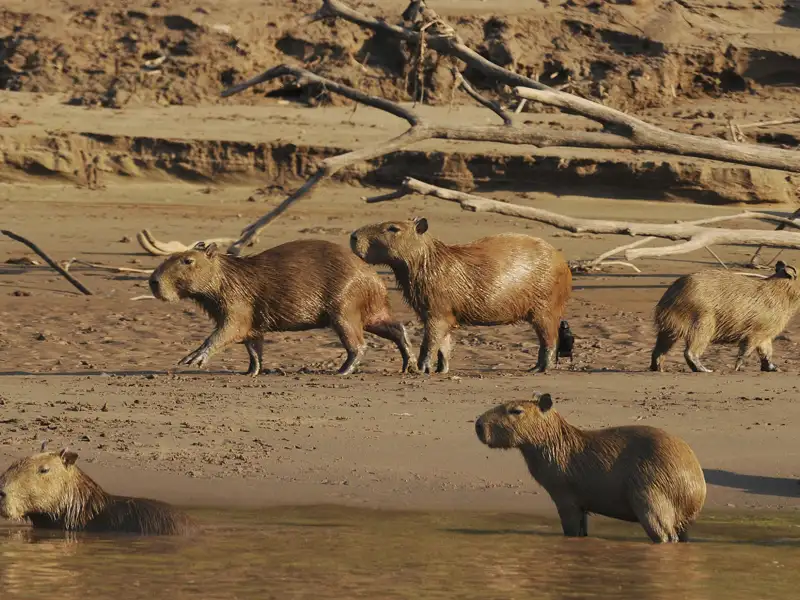 Capybaras in ihrer natürlichen Umgebung am Flussufer.