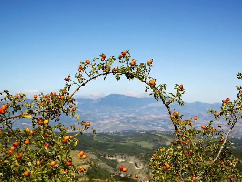 Hagebutten an einem Strauch mit Blick auf die Hügellandschaft.