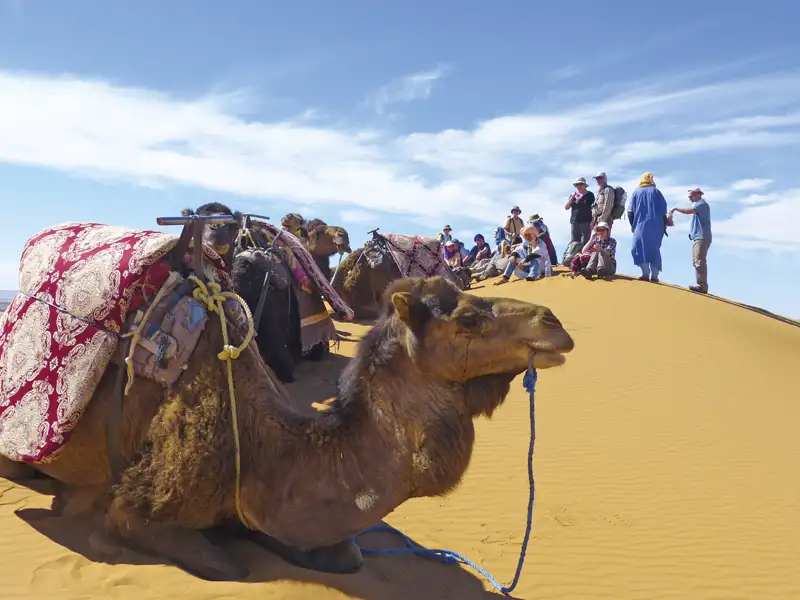 Ruhende Kamele und eine Reisegruppe auf einer Düne während einer Wüstentour.