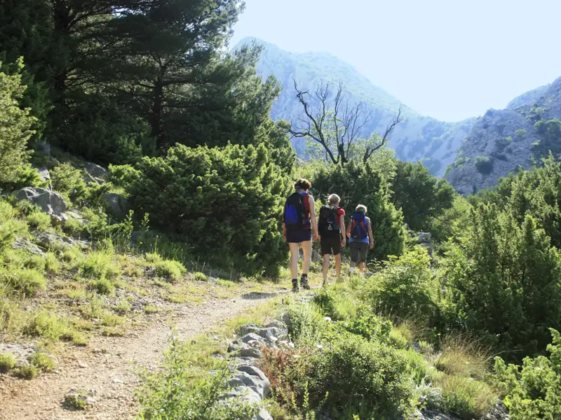 Drei Wanderer mit Rucksäcken auf einem Bergpfad inmitten von Bäumen und Sträuchern.