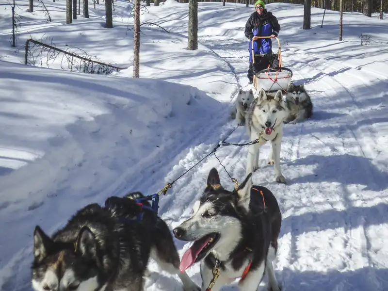 Hundegespann zieht einen Schlitten durch den Schnee, mit einer Person, die den Schlitten fährt.