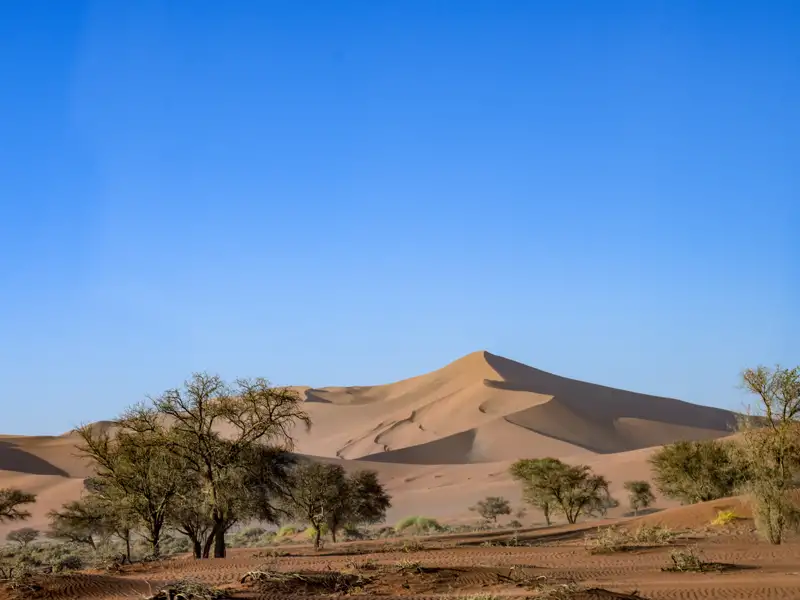 Sanddünen und Bäume in einer Wüstenlandschaft.