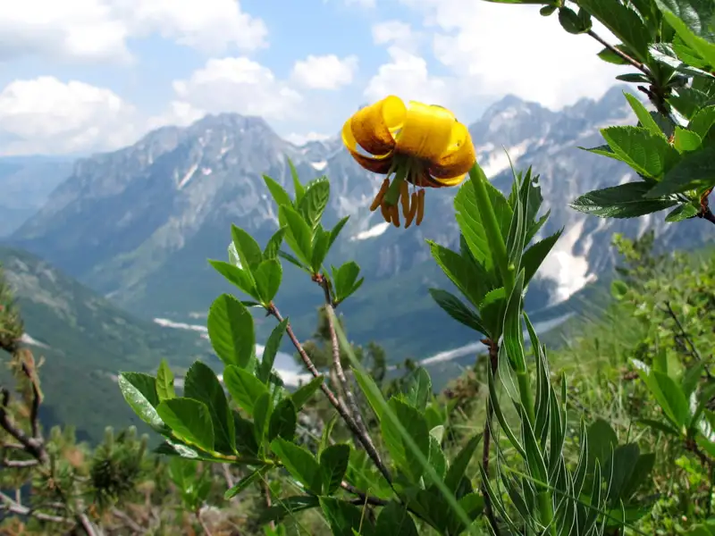 Gelbe Blume im Gebirge.