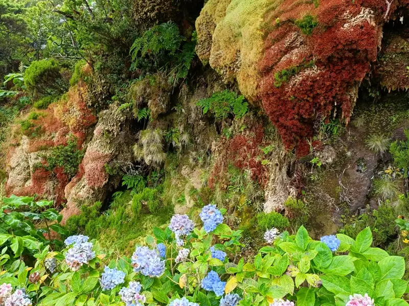 Bunte Moosarten bedecken eine Felswand, im Vordergrund blühen Hortensien.