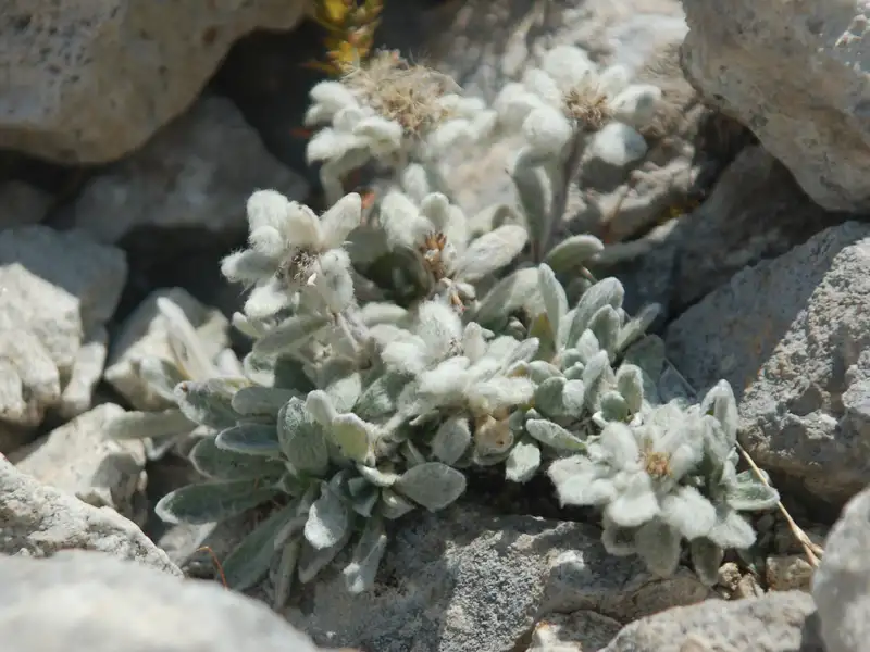 Edelweißpflanze, die in felsigem Gelände wächst.