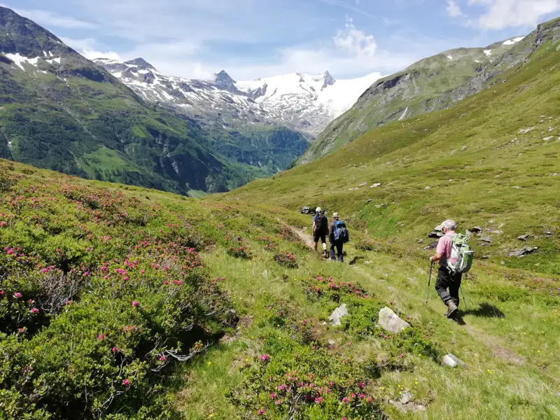 Wanderer auf einem Bergpfad in den Alpen. Im Hintergrund sind schneebedeckte Gipfel und blühende Alpenrosen zu sehen.