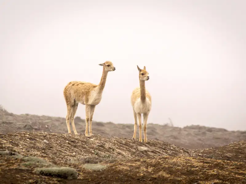 Zwei Vikunjas in ihrem natürlichen Lebensraum.