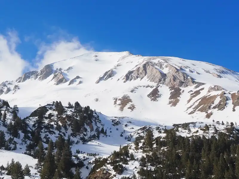 Schneebedeckter Berg mit Tannen im Vordergrund.