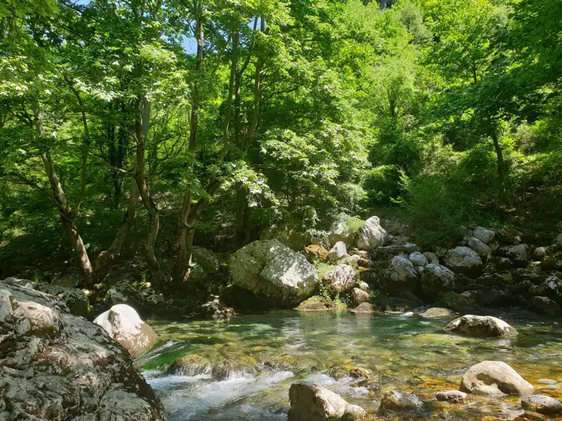 Klares Flusswasser fließt zwischen Felsen und Bäumen in einem grünen Wald.