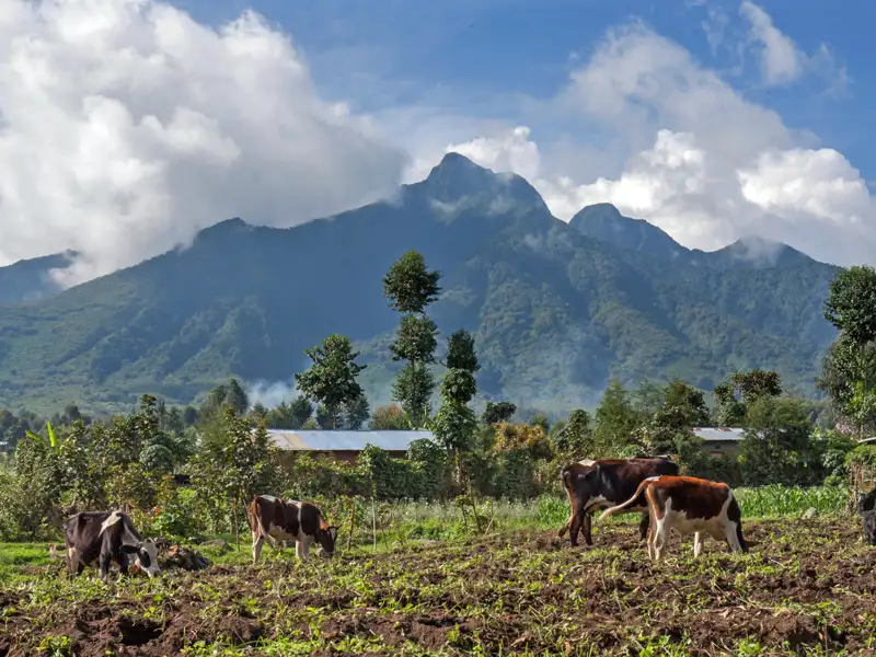 Kühe weiden friedlich auf einem Feld, mit dem imposanten Berg im Hintergrund, der die Landschaft dominiert.