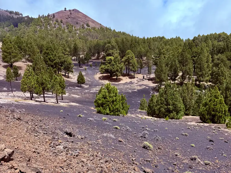 Kanarische Kiefern wachsen auf vulkanischem Boden, im Hintergrund ein Berg.