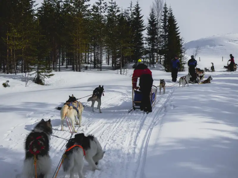 Hundegespannfahrt durch eine verschneite Waldlandschaft.