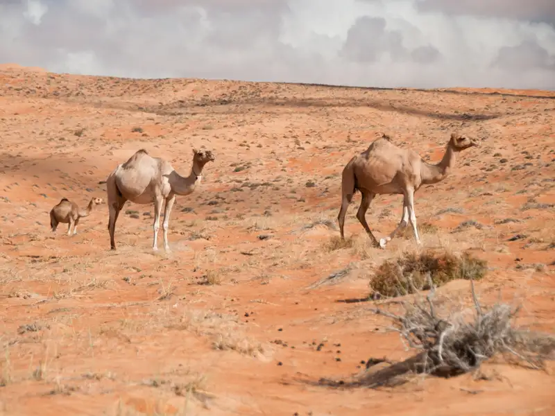 Drei Kamele in einer Wüstenumgebung.