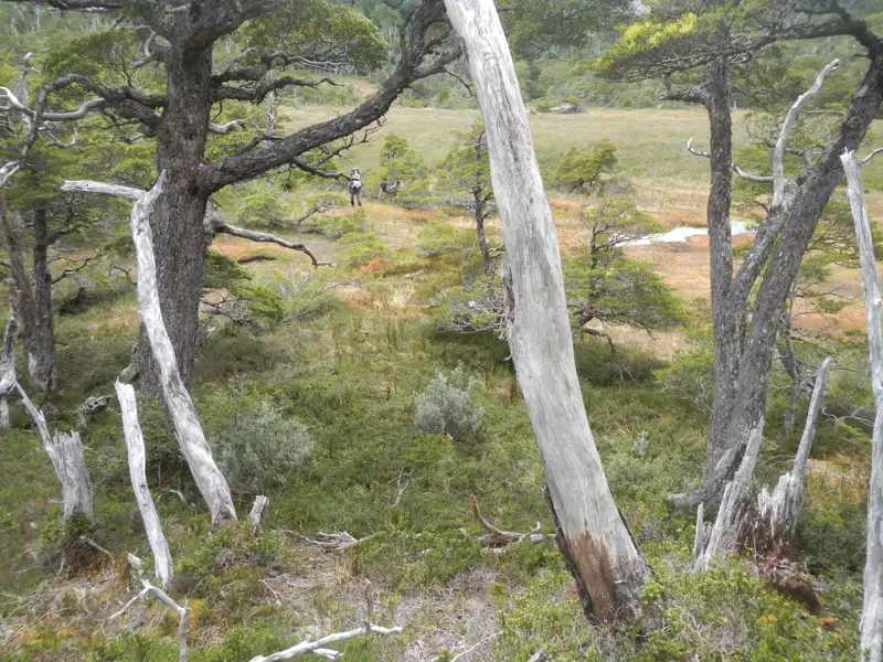 Wanderer in einer Landschaft mit Bäumen und Grasland.