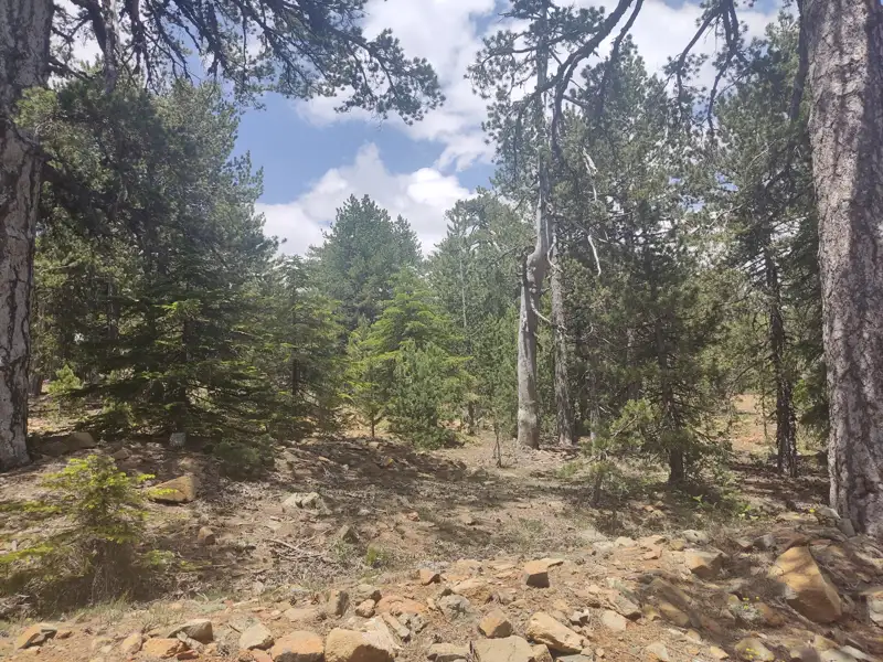 Waldweg mit Bäumen und steinigem Boden.