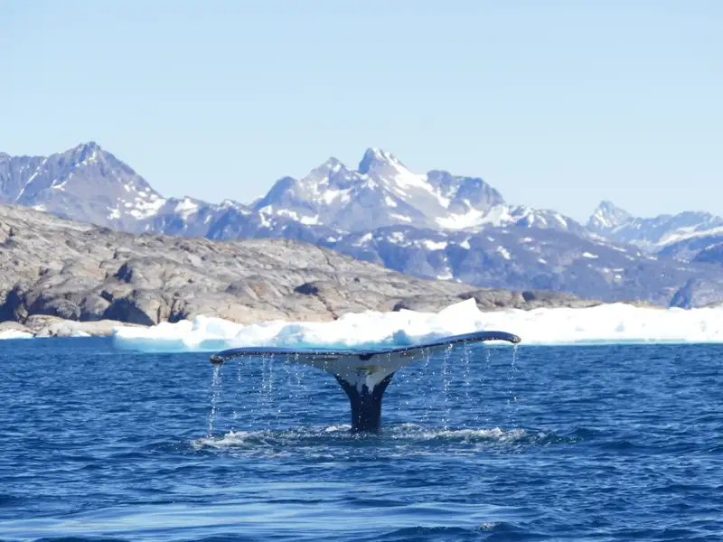 Walschwanzflosse im Wasser vor der Küste Grönlands.