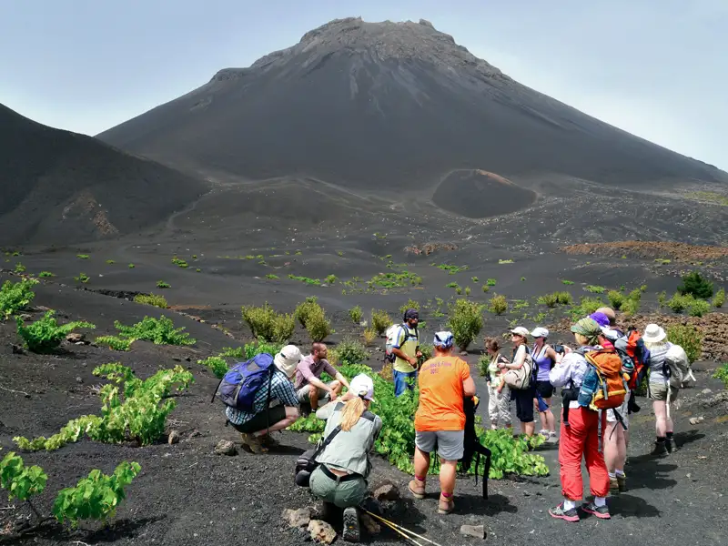 Wandergruppe untersucht Weinstöcke in vulkanischer Umgebung.