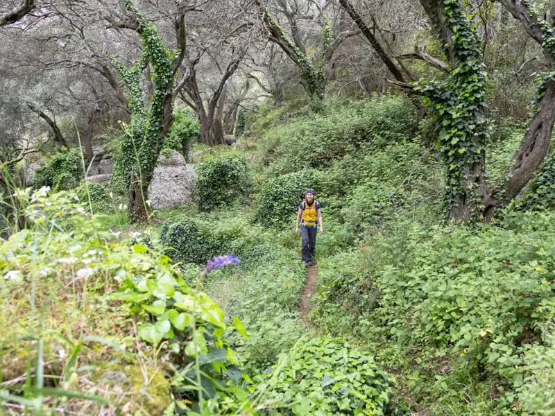 Wanderer auf einem mit Efeu bewachsenen Pfad in einem Olivenhain.