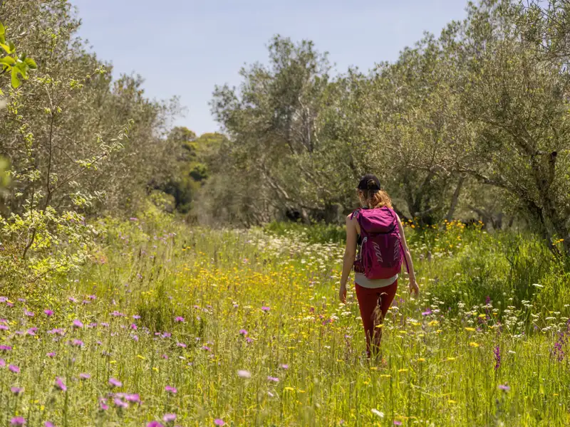 Wanderer mit Rucksack auf einem Weg durch eine blühende Wiese zwischen Olivenbäumen.