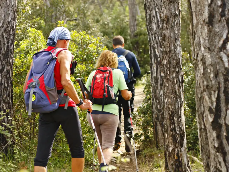 Wanderer mit Rucksäcken und Wanderstöcken auf einem Waldweg.