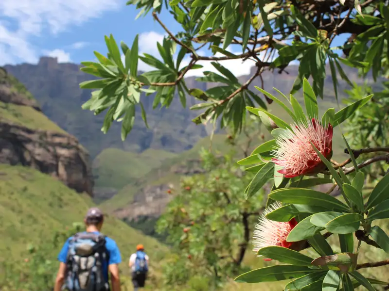 Zuckerbuschblüte im Vordergrund mit Wanderern im Drakensberg-Gebirge im Hintergrund.