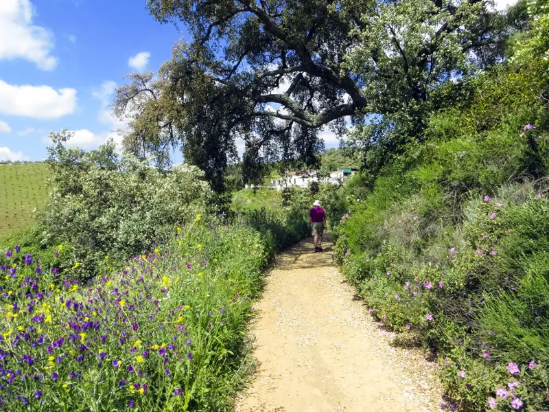 Wanderweg mit Wildblumen und Bäumen.