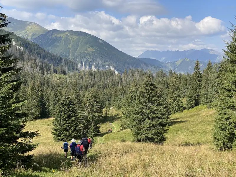Wanderer auf einem Bergpfad inmitten von Tannen.