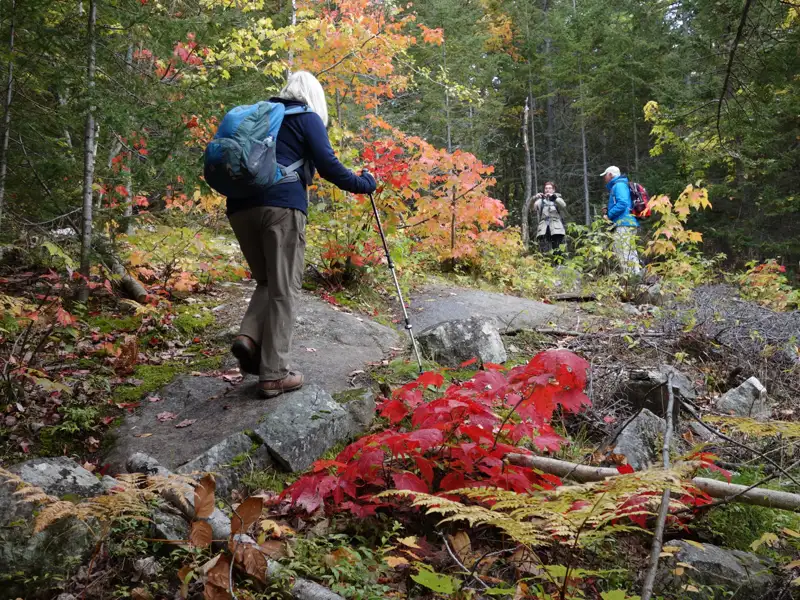 Wanderer mit Rucksäcken und Wanderstöcken auf einem herbstlichen Waldpfad.