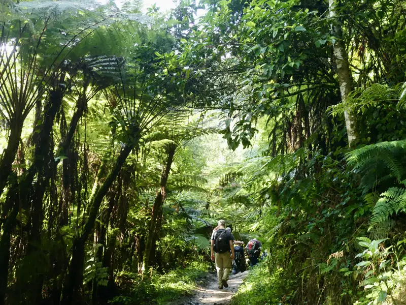 Wanderer auf einem Waldpfad umgeben von Farnen.