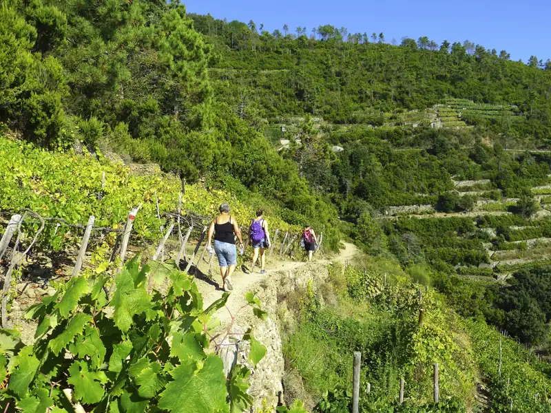 Wanderer auf einem Pfad zwischen Weinreben auf terrassierten Hügeln.
