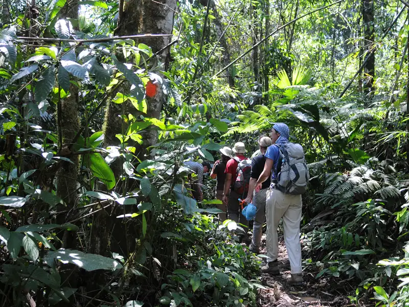 Wandergruppe auf einem Pfad durch dichten Dschungel.