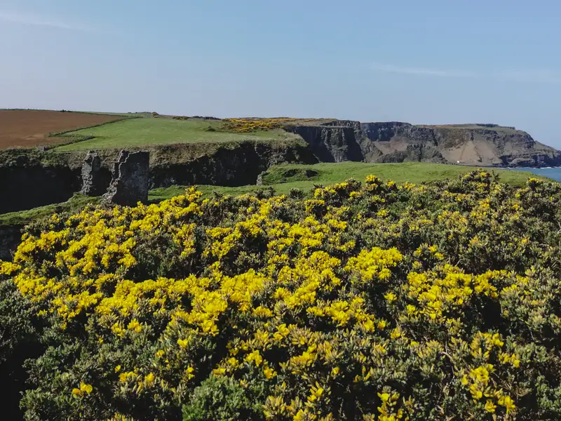 Gelbe Ginsterbüsche im Vordergrund, dahinter grüne Felder und schroffe Klippen an der Küste.
