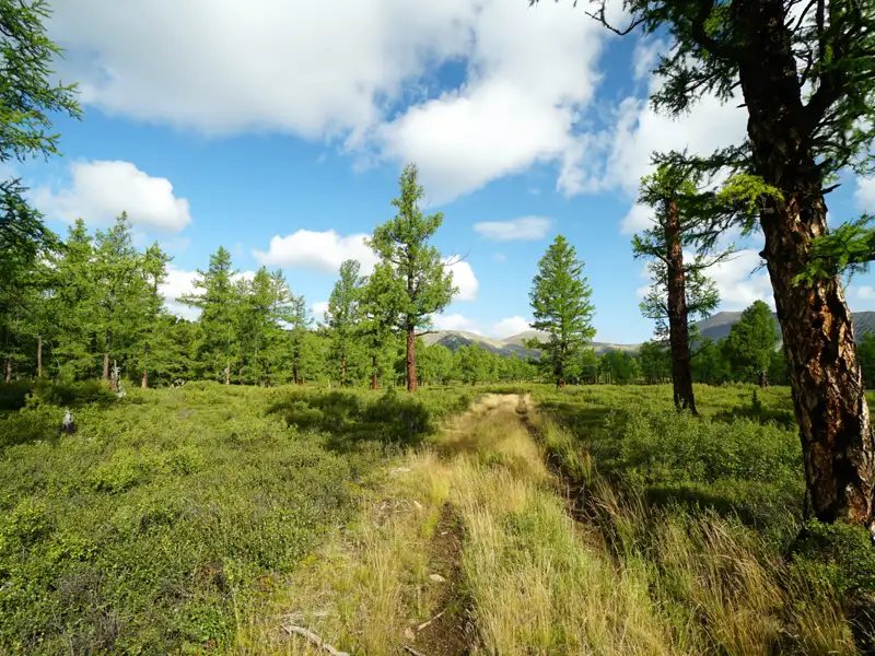 Wanderweg durch Lärchenwald mit Bergen im Hintergrund.
