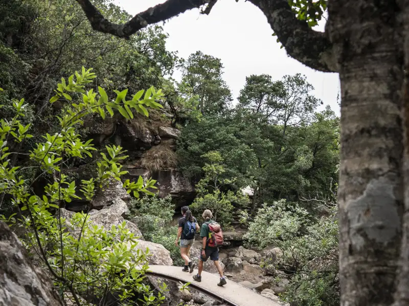 Zwei Wanderer auf einem Waldweg.