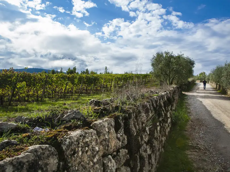 Weinberglandschaft mit Feldweg und Steinmauer.