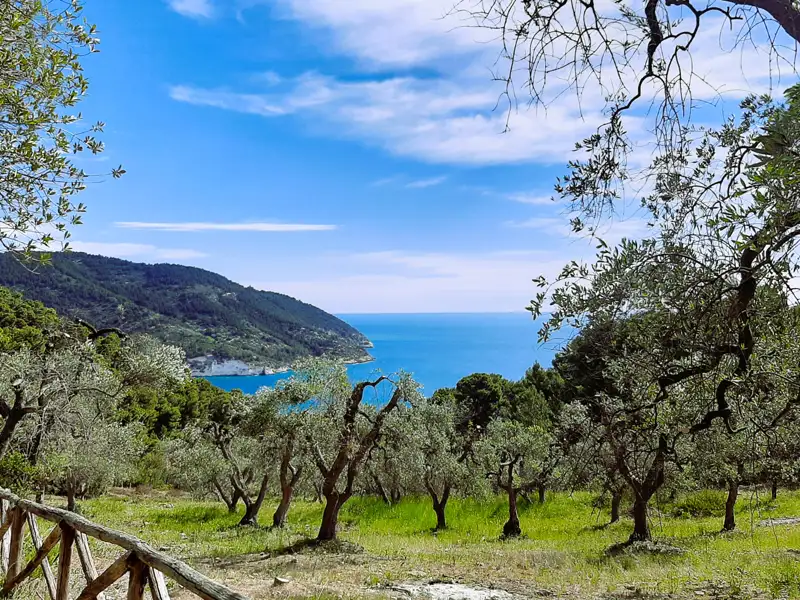 Blick durch einen Olivenhain auf das blaue Meer und die bewaldeten Hügel der Küste.