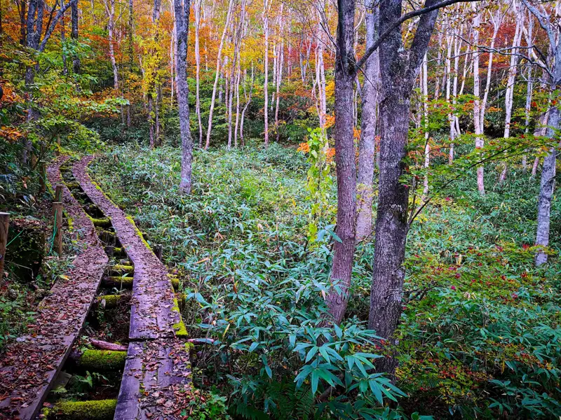 Holzsteg im herbstlichen Wald.
