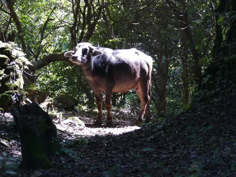 Wasserbüffel im Wald.