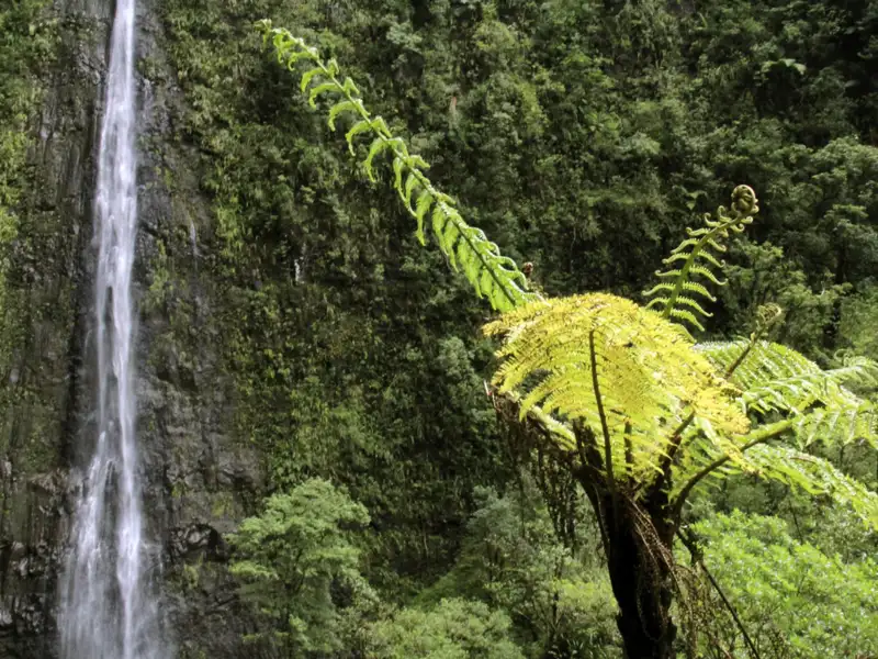 Ein Wasserfall stürzt eine Felswand neben üppigen, grünen Farnen herab.